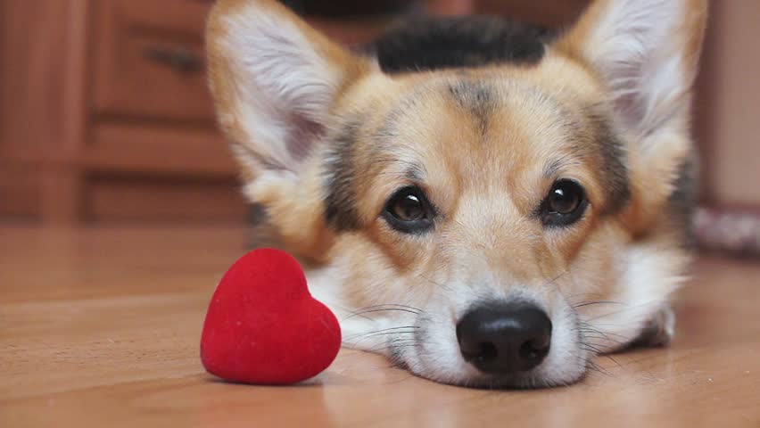 A Lovely Loving Dog With A Red Heart Congratulates Valentines Day All Lovers Day