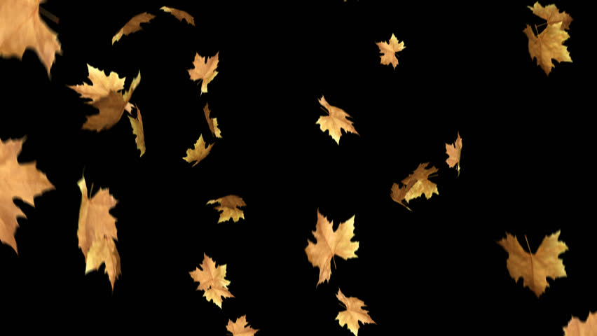 Autumn Leaves Falling With Alpha Channel Loop Clip Can Use This Clip For Background Or Overlays On Your Image Video Project