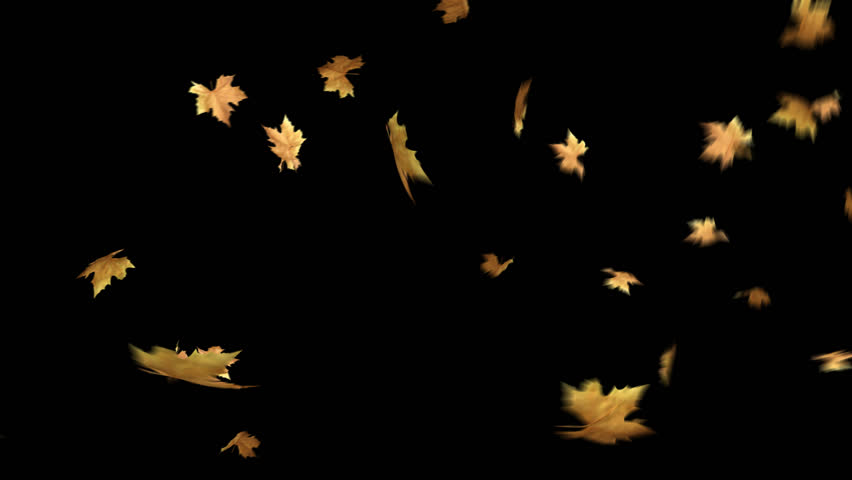 Autumn Leaves Falling With Alpha Channel Loop Clip Can Use This Clip For Background Or Overlays On Your Image Video Project