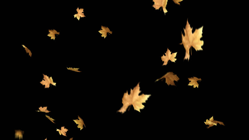 Autumn Leaves Falling With Alpha Channel Loop Clip Can Use This Clip For Background Or Overlays On Your Image Video Project