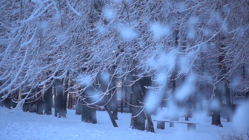 Natural Video Of A Winter Frost Trees With Falling Snow Slow Motion VideoReally Nice Natural Snowy Video With Bright ColoursSnowing Cold Time Weather Videogreat For Tv News Or As Video Background