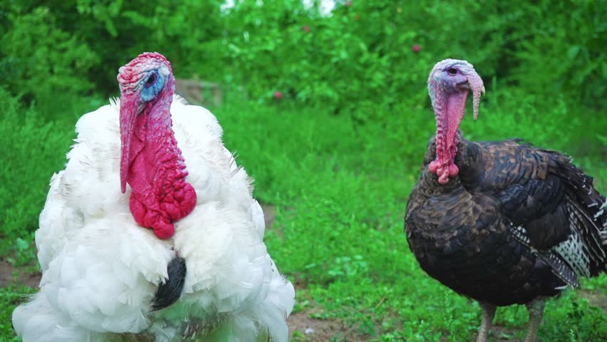 White And Black Turkeys Simultaneously Give Voice Turkeys Make Sounds Bird Song Live Beautiful Turkey Turkey For The Holiday