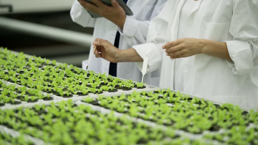 Tilt Up Of Two Agriculture Scientists Man With Tablet Computer And Woman In Lab Coats Taking Soil Samples From Pots With Leaf Vegetable Sprouts Placing Soil Into Test Tube And Examining