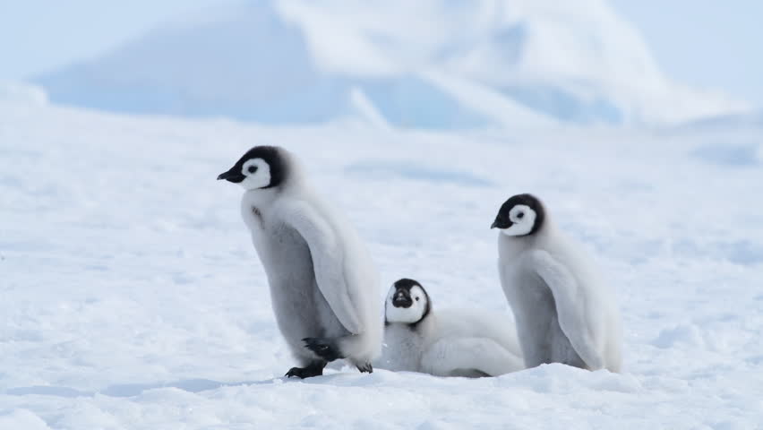 Emperor Penguin Chicks On The Ice