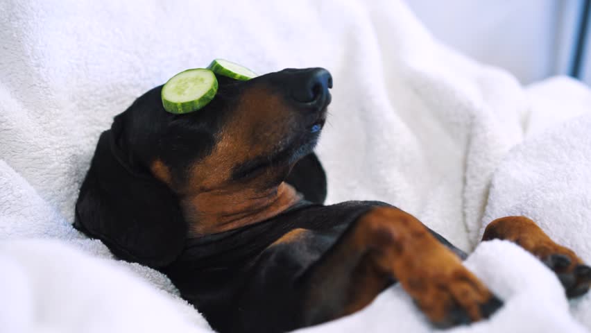 Dog Dachshund Black And Tan Relaxed From Spa Procedures On Face With Cucumber Covered With A Towel