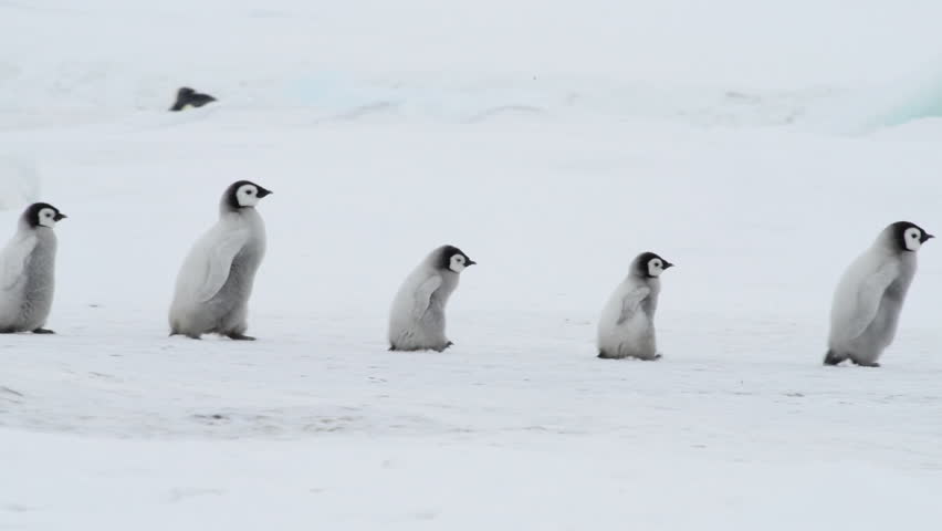 Emperor Penguin With Chicks In Antarctica