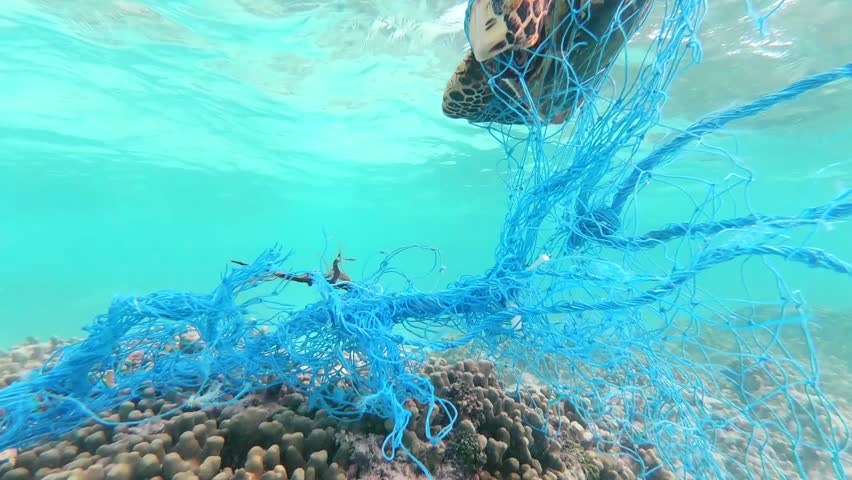 Green Sea Turtle Entangled In A Discarded Fishing Net