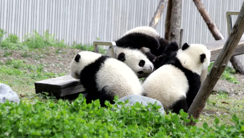 Little Panda Cub Are Playing Fighting On The See Saw Board Wolong China