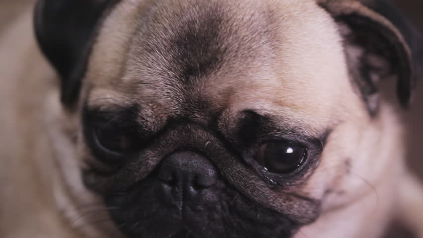 Portrait Of A Surprised Troubled Dog Pug Close Up