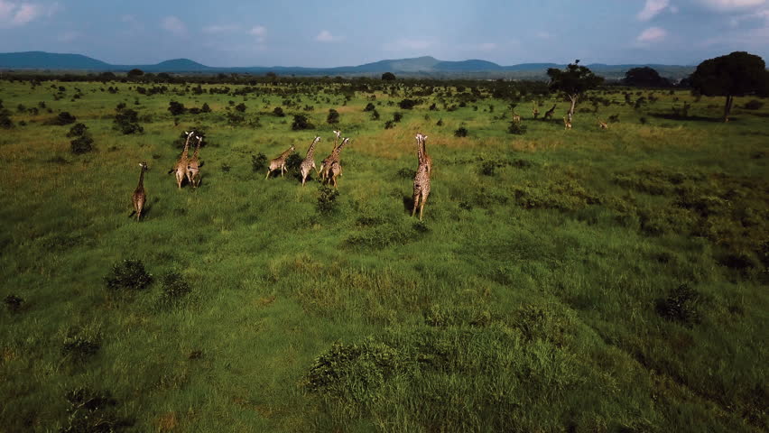 AERIAL Giraffes In Tanzania Safari Mikumi