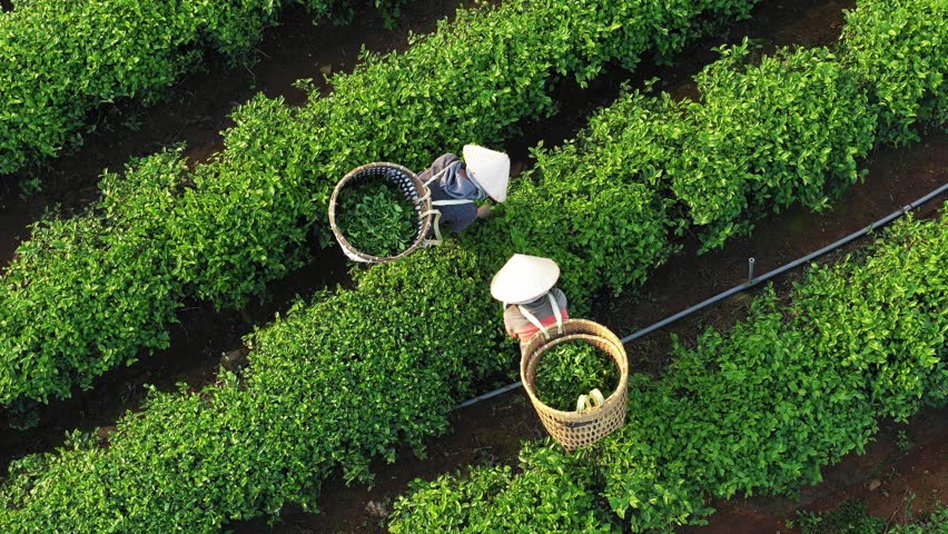 BAO LOC LAM DONG VIETNAM   NOVEMBER 2018Crowd Of Tea Farmer Picking Tea Leaf On Plantation Vietnamese Farmer Working On Sunny Day Green Scene Of Farm Row Of Tree Top View With Tea Hills