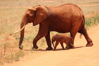 1 Elephant Beside On Baby Elephant