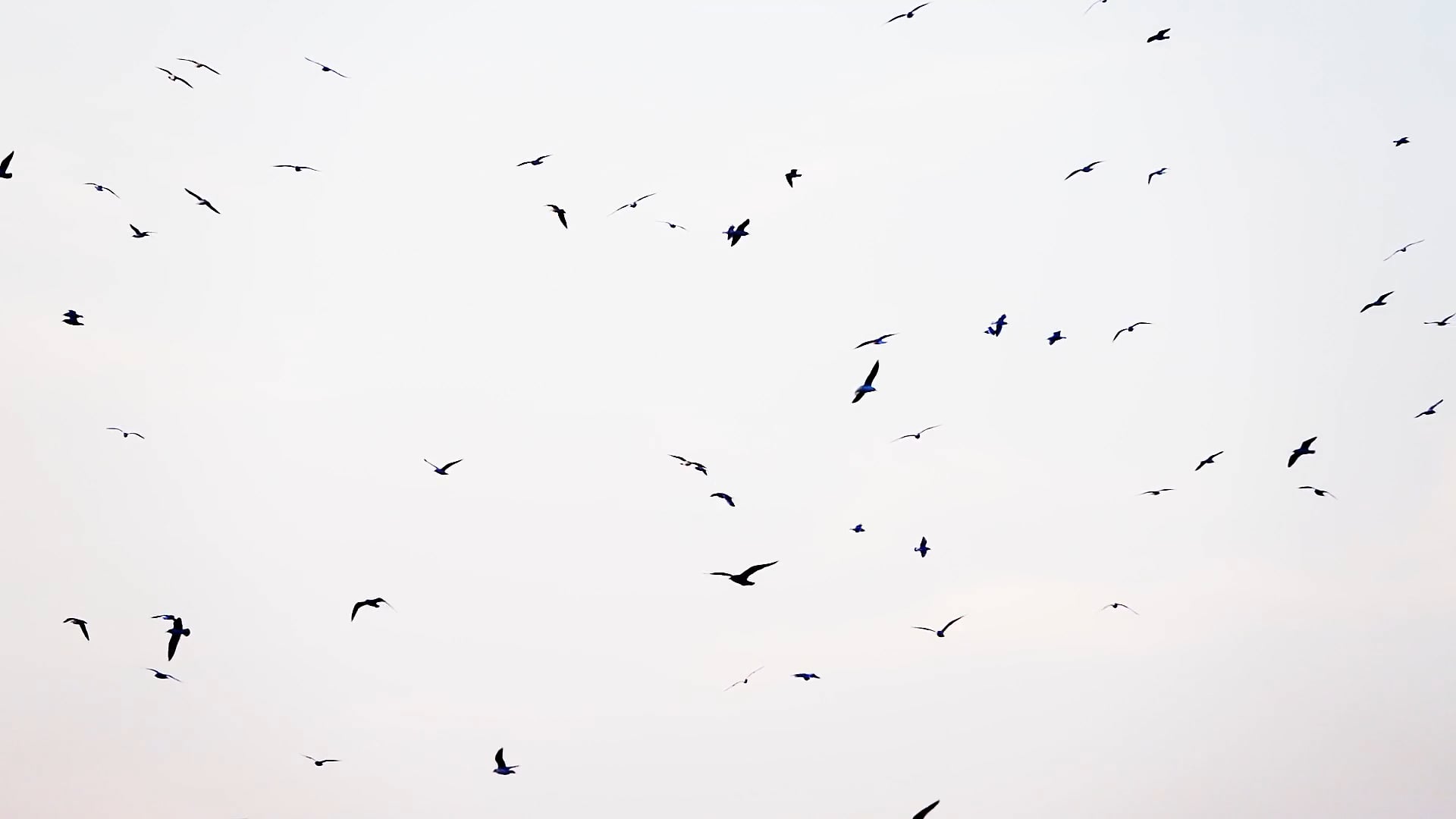 Birds Flock