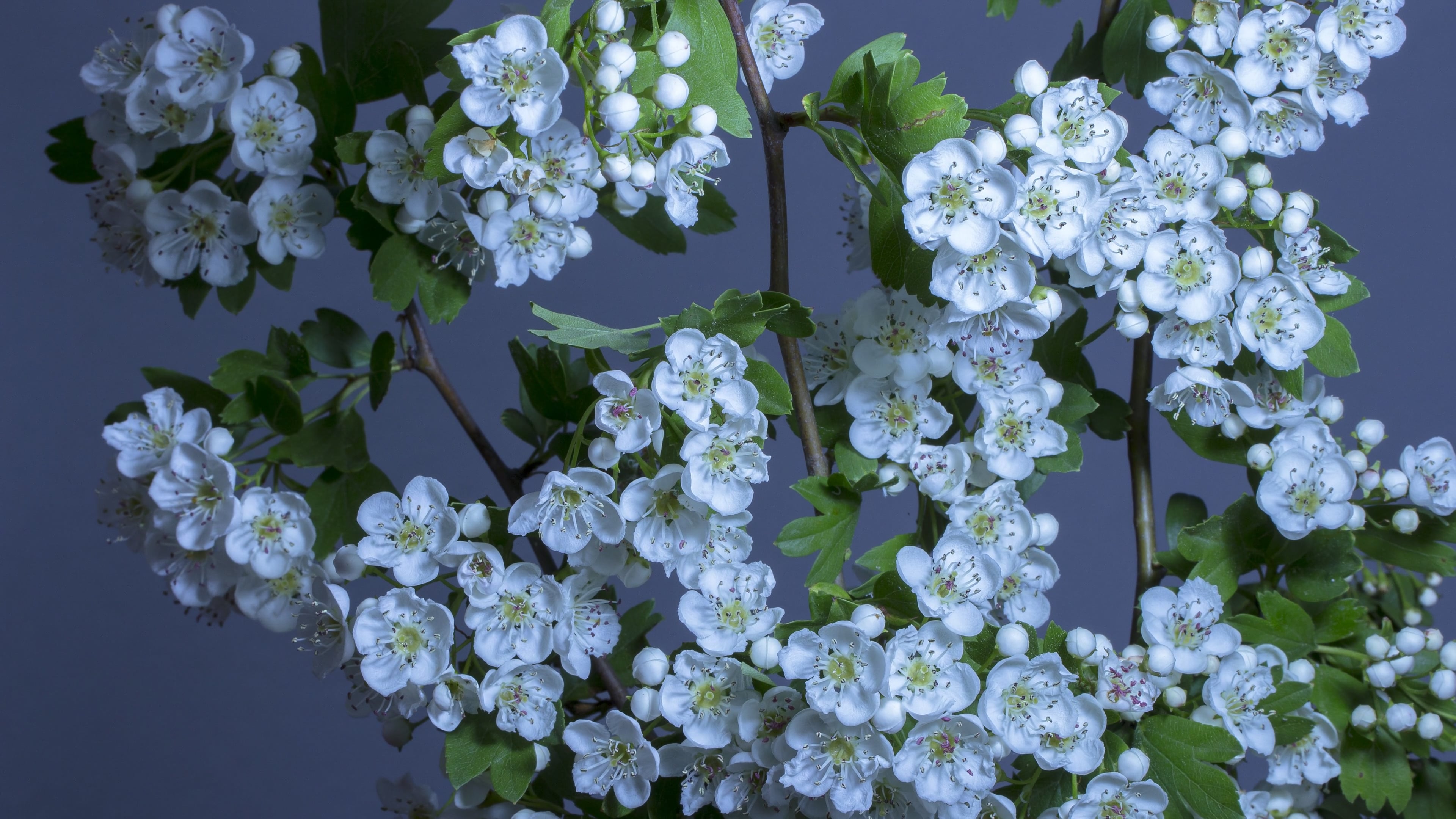 Hawthorn Blossoms