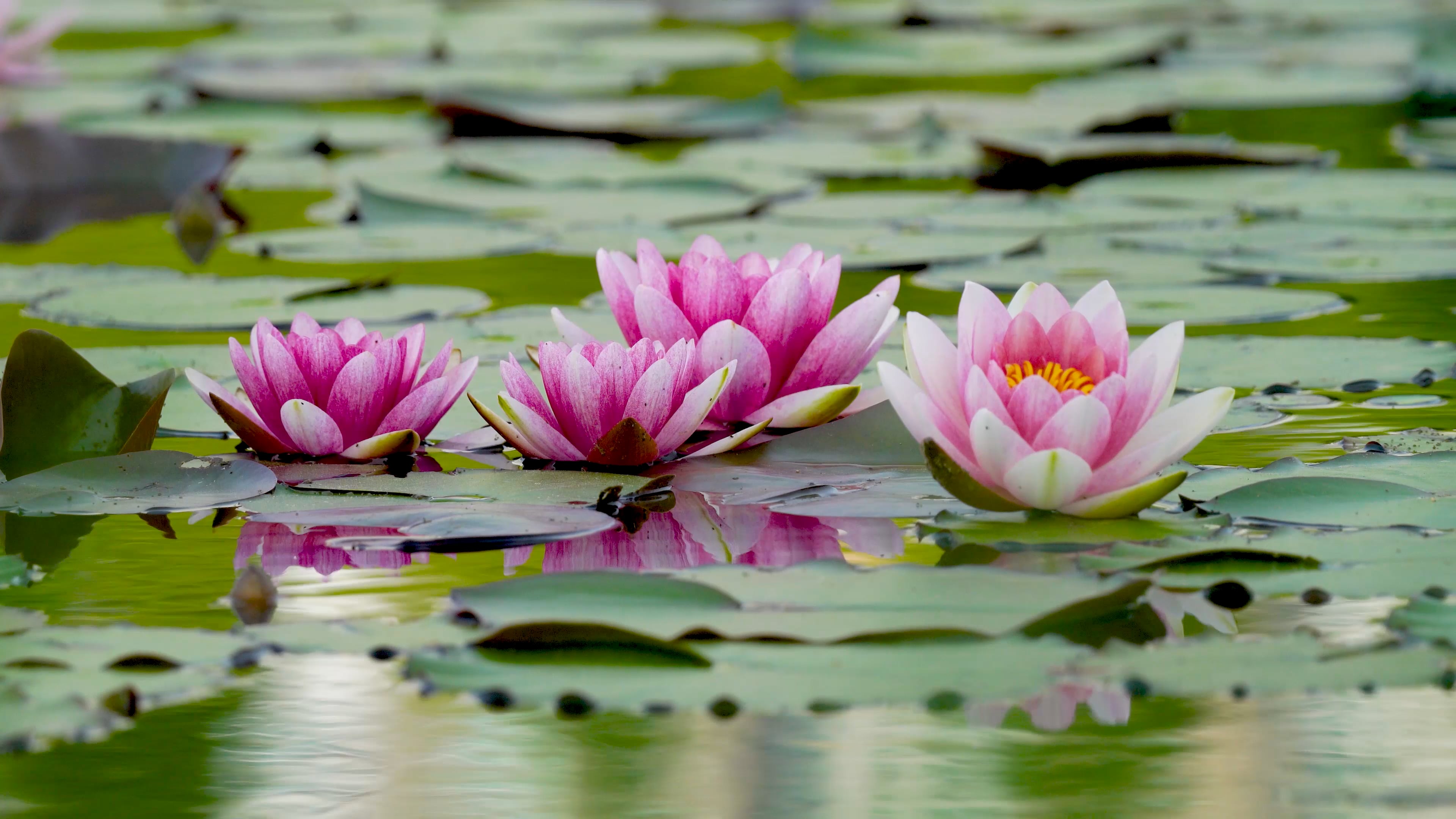 Flower Waterlilies