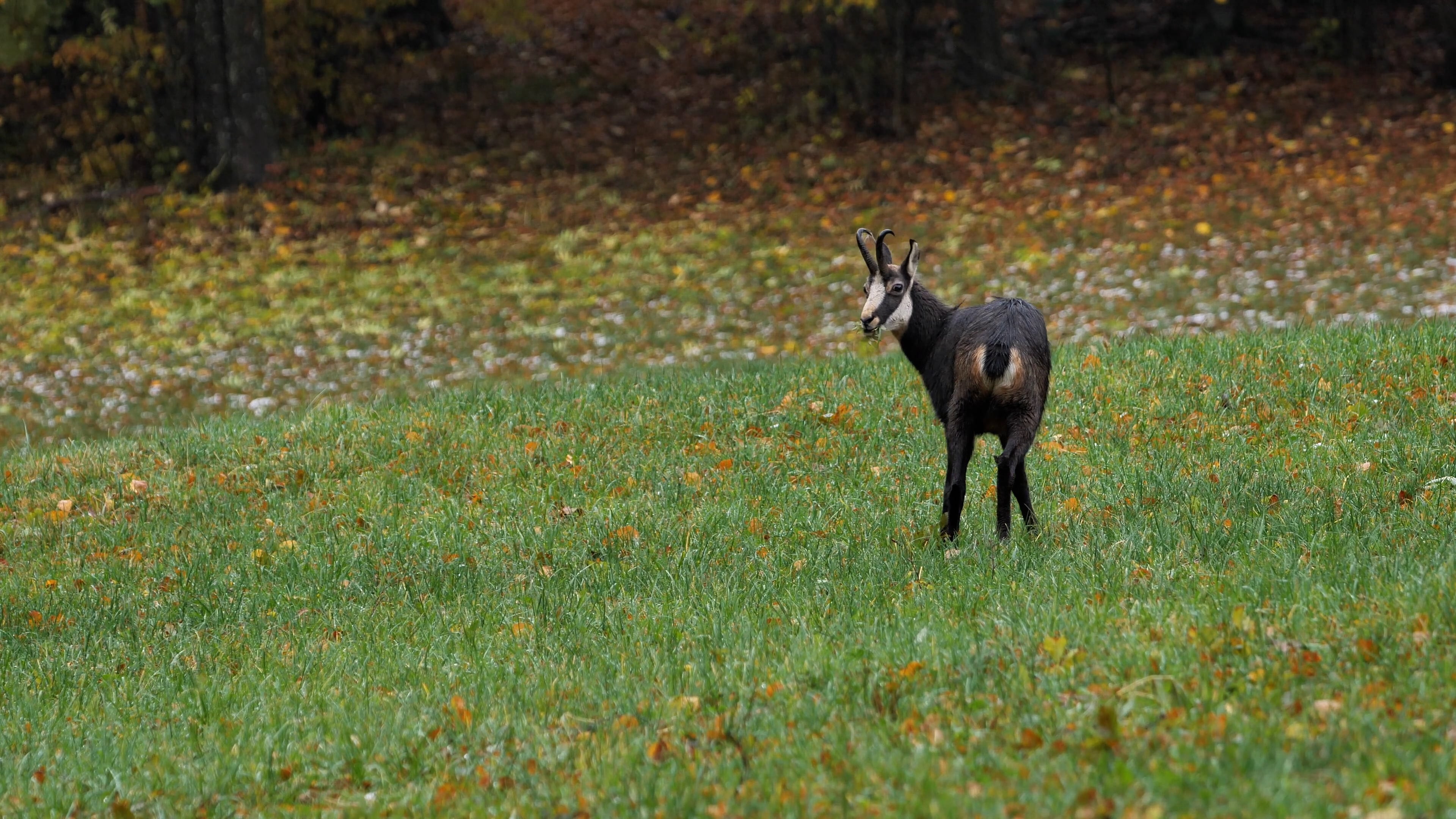 Chamois Wildanimal