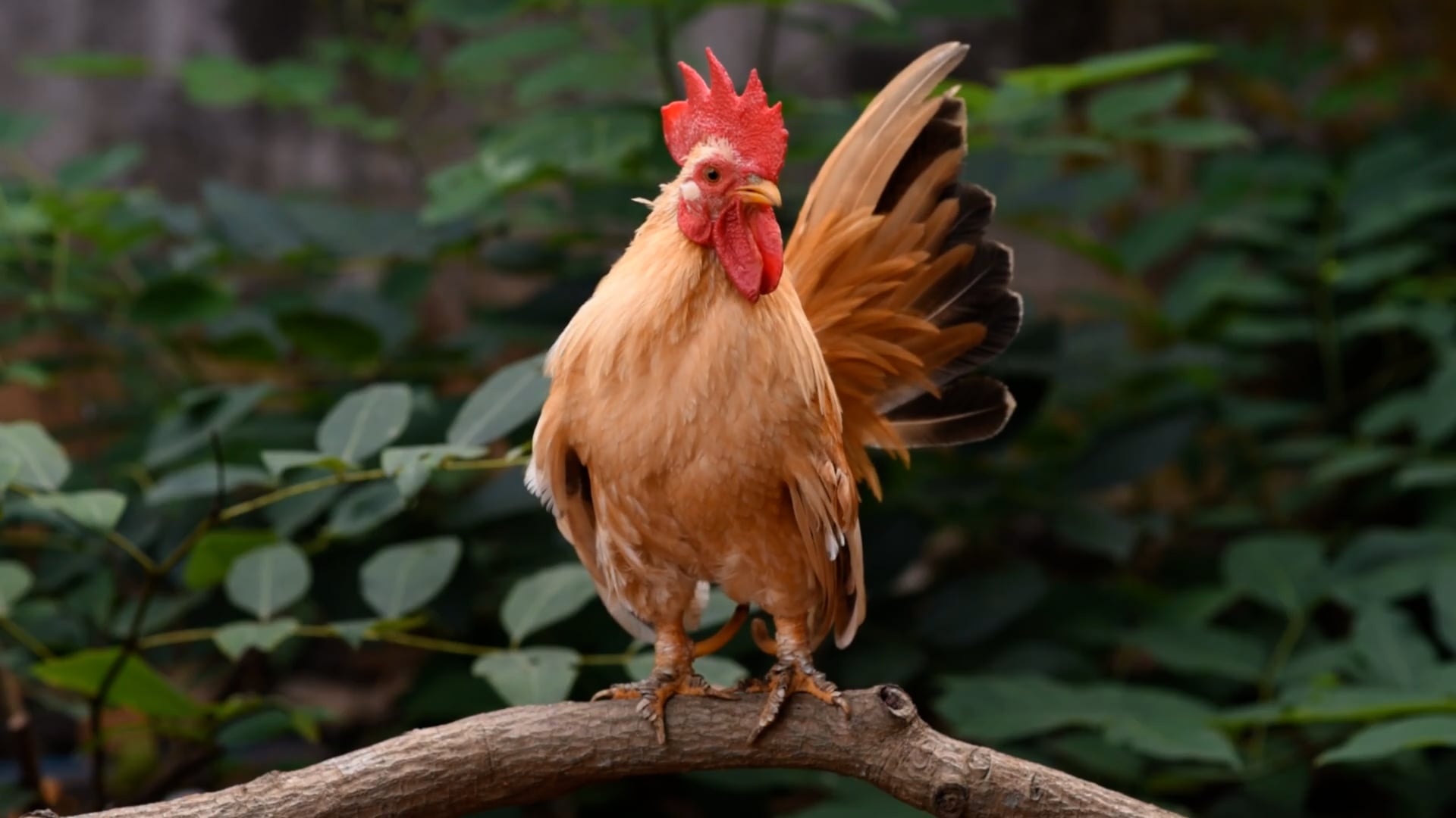 Rooster Chicken