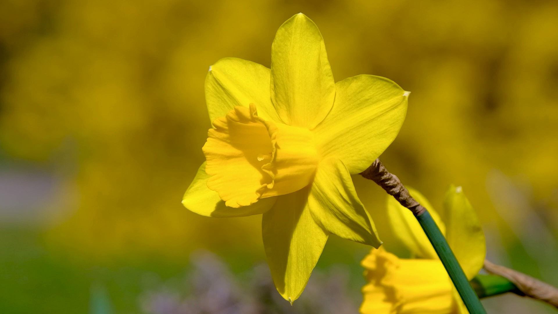 Daffodil Easterbell