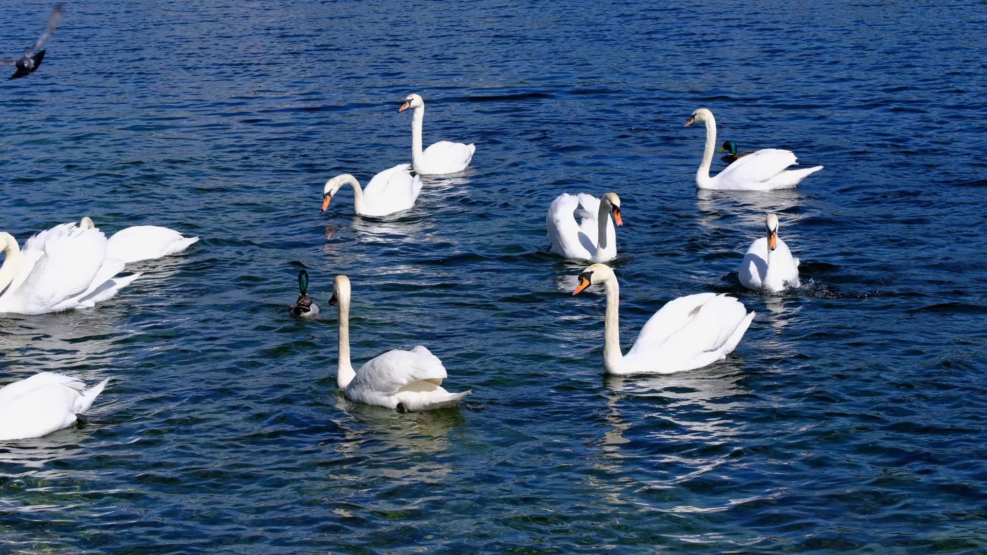 Swans Birds