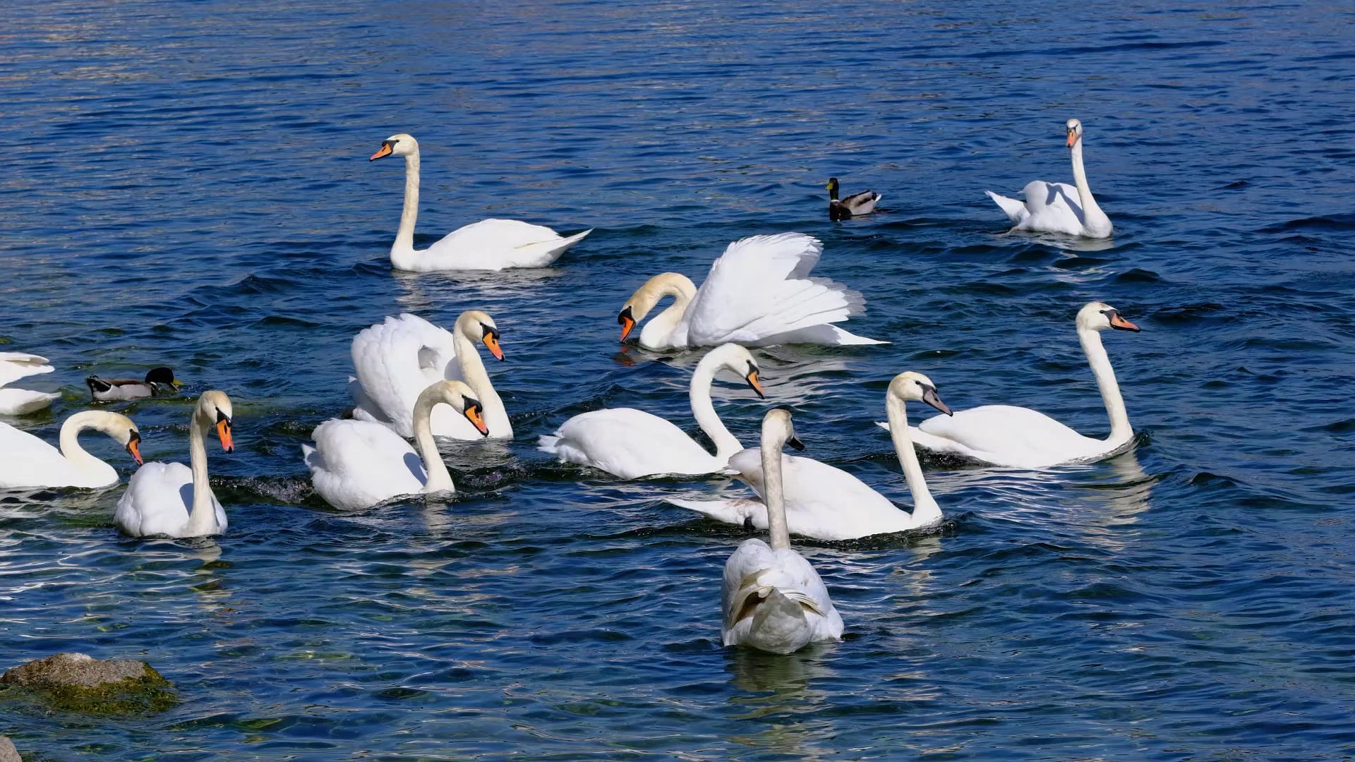 Swans Birds