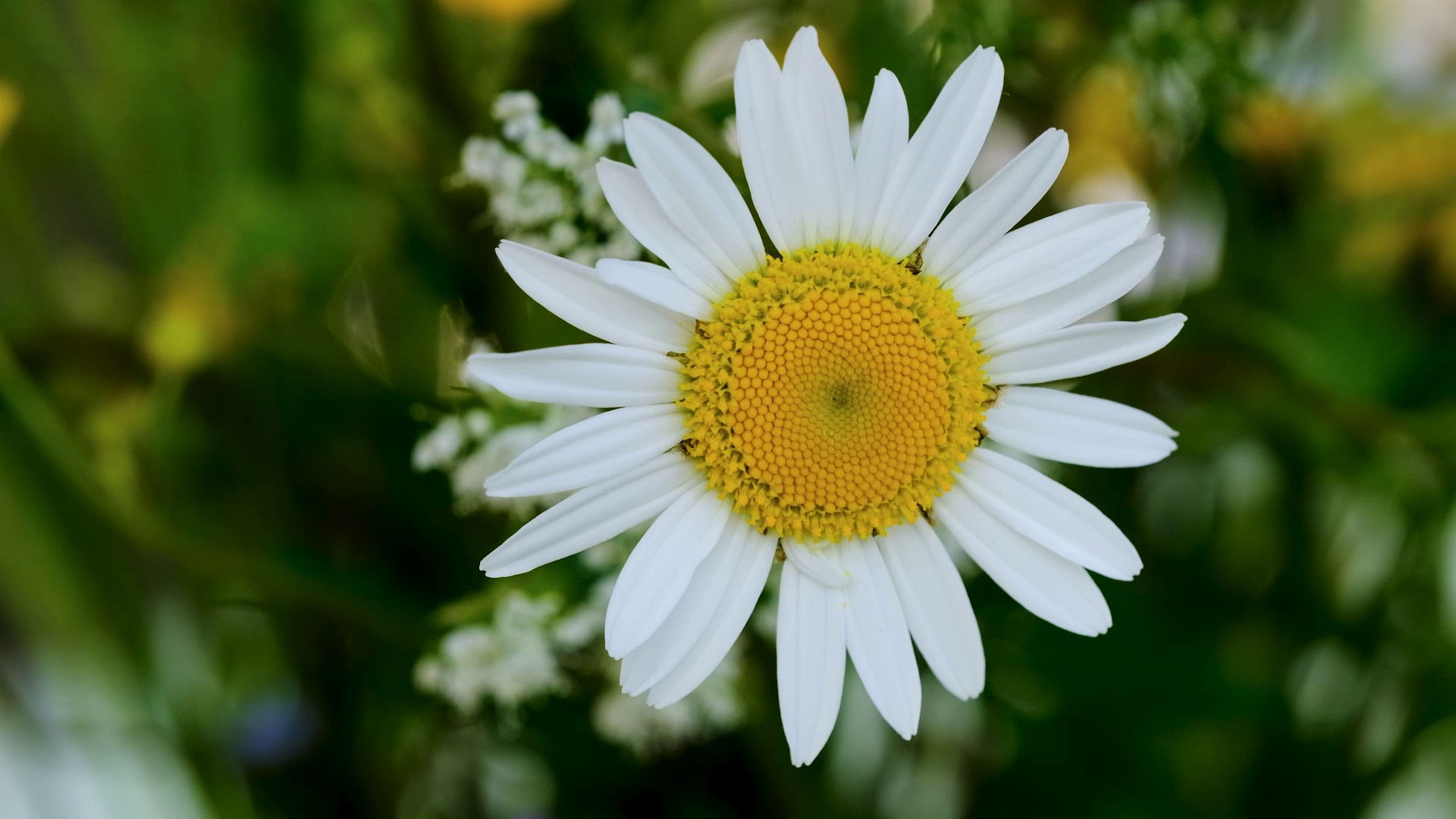 Flower Marguerite