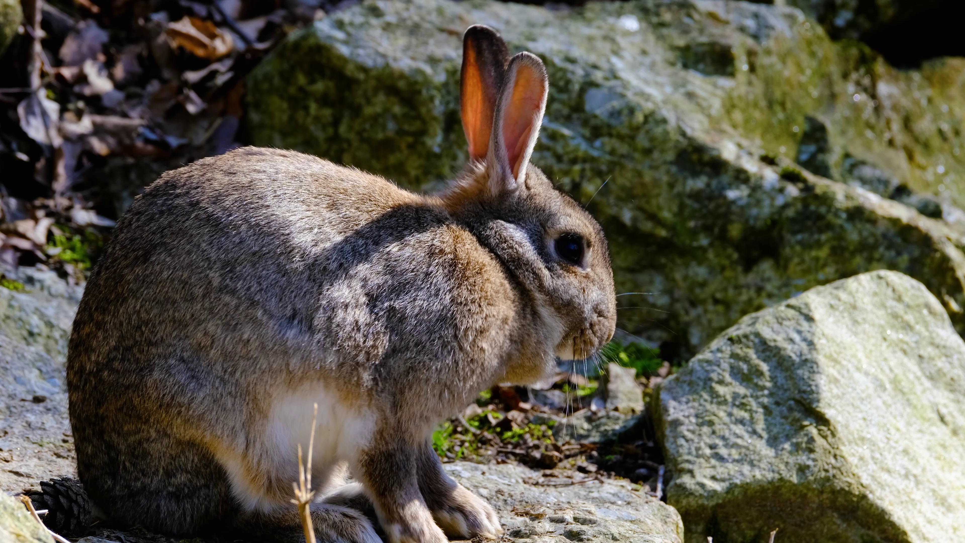 Rabbit Longears