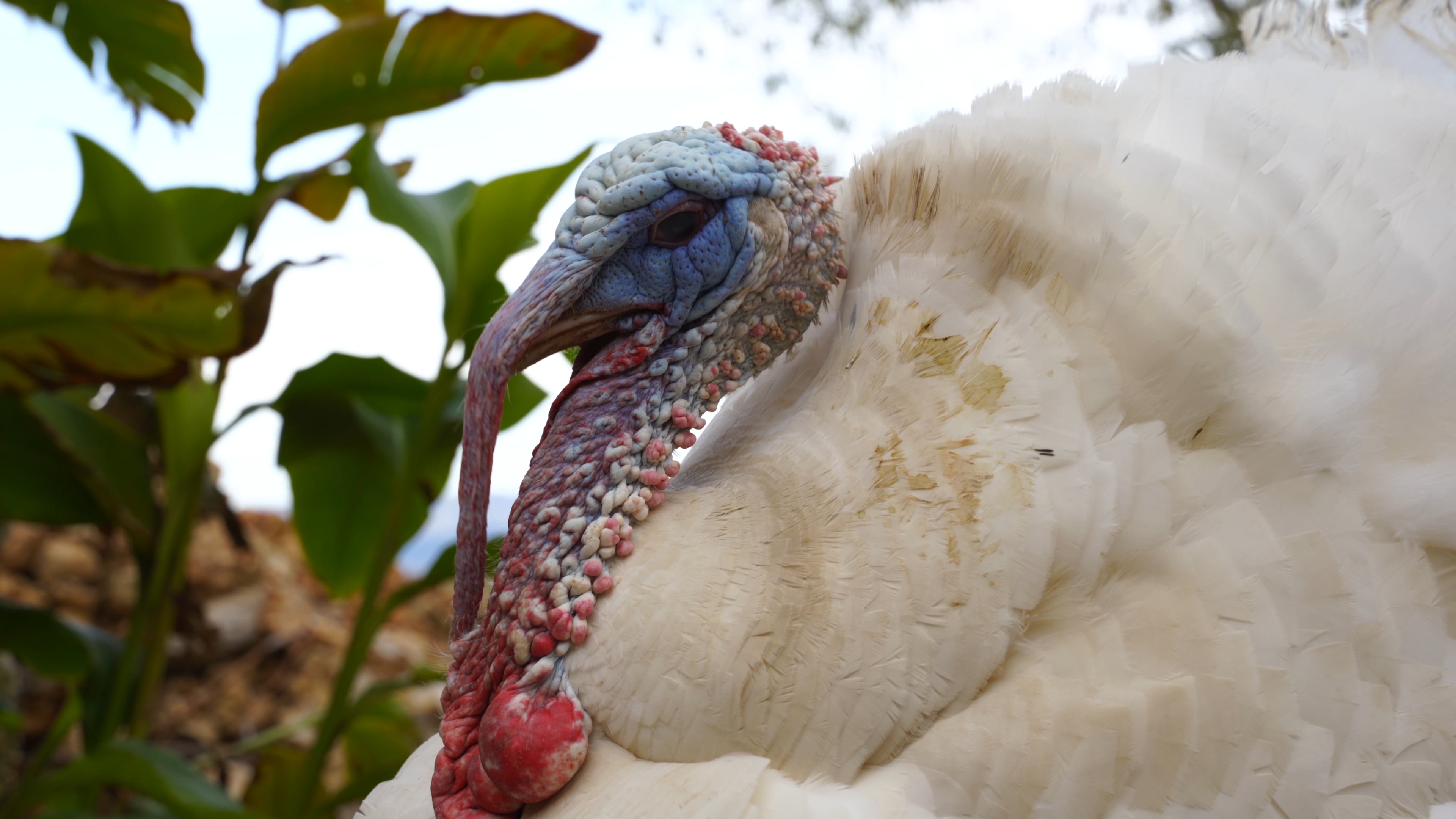 Turkey Poultry