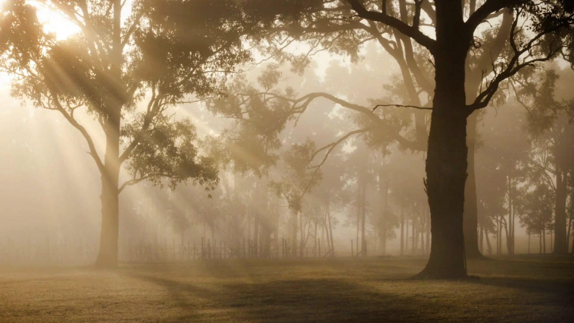 Sunrise Sunbeams