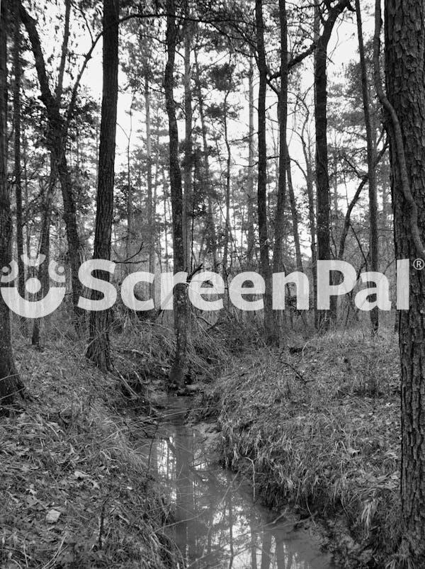 A Black And White Photo Of A Creek In The Woods