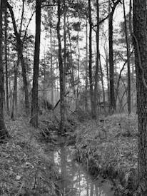 A Black And White Photo Of A Creek In The Woods