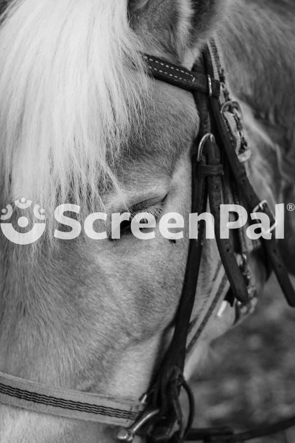 A Black And White Photo Of A Horse With A Bridle