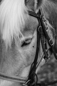 A Black And White Photo Of A Horse With A Bridle