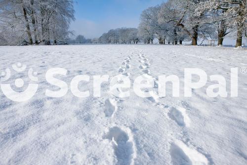 A Medium Shot Of Footprints On Fresh Snow On A Pathway In Winter