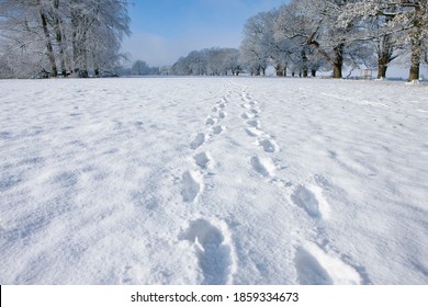 A Medium Shot Of Footprints On Fresh Snow On A Pathway In Winter