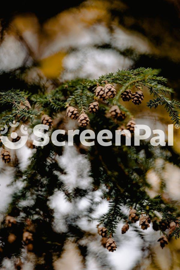 Acorns Hanging In A Tree