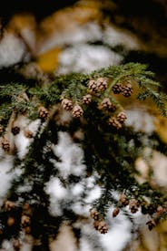 Acorns Hanging In A Tree