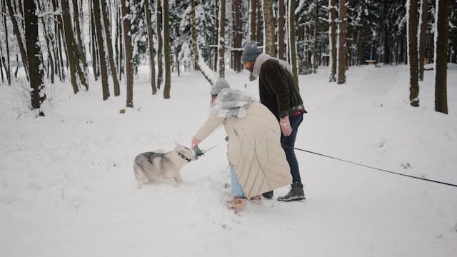 Cold Snow Wood Landscape