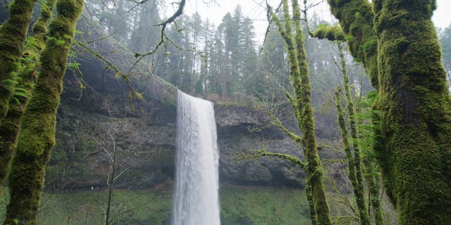 Waterfall In The Forest