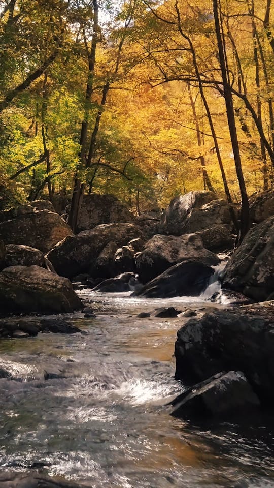 A Rocky River In The Forest