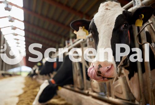 Agriculture Industry Farming And Animal Husbandry Concept   Herd Of Cows Eating Hay In Cowshed On Dairy Farm