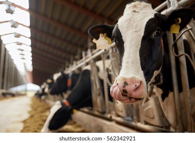 Agriculture Industry Farming And Animal Husbandry Concept   Herd Of Cows Eating Hay In Cowshed On Dairy Farm