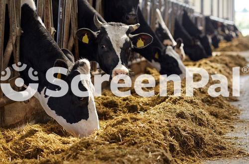 Agriculture Industry Farming And Animal Husbandry Concept   Herd Of Cows Eating Hay In Cowshed On Dairy Farm