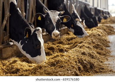 Agriculture Industry Farming And Animal Husbandry Concept   Herd Of Cows Eating Hay In Cowshed On Dairy Farm