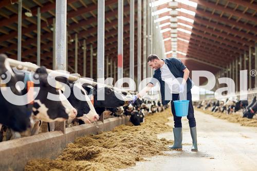 Agriculture Industry Farming People And Animal Husbandry Concept   Young Man Or Farmer With Bucket Of Hay Feeding Cows In Cowshed On Dairy Farm