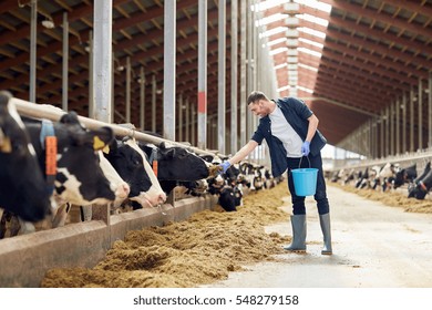 Agriculture Industry Farming People And Animal Husbandry Concept   Young Man Or Farmer With Bucket Of Hay Feeding Cows In Cowshed On Dairy Farm