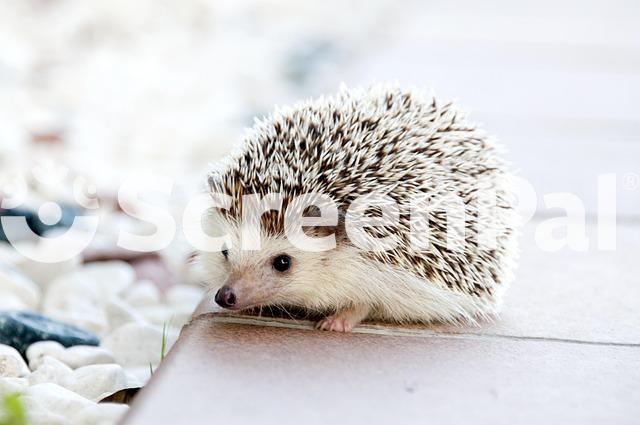 Animal Hedgehog Pet Mammal Species