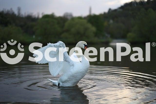 Animal Nature Bird Swan Lake