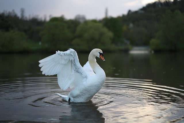 Animal Nature Bird Swan Lake