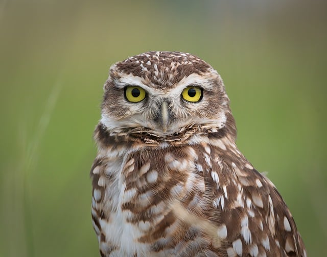 Bird Owl Ornithology Species Fauna