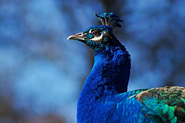 Bird Peacock Ornithology Species